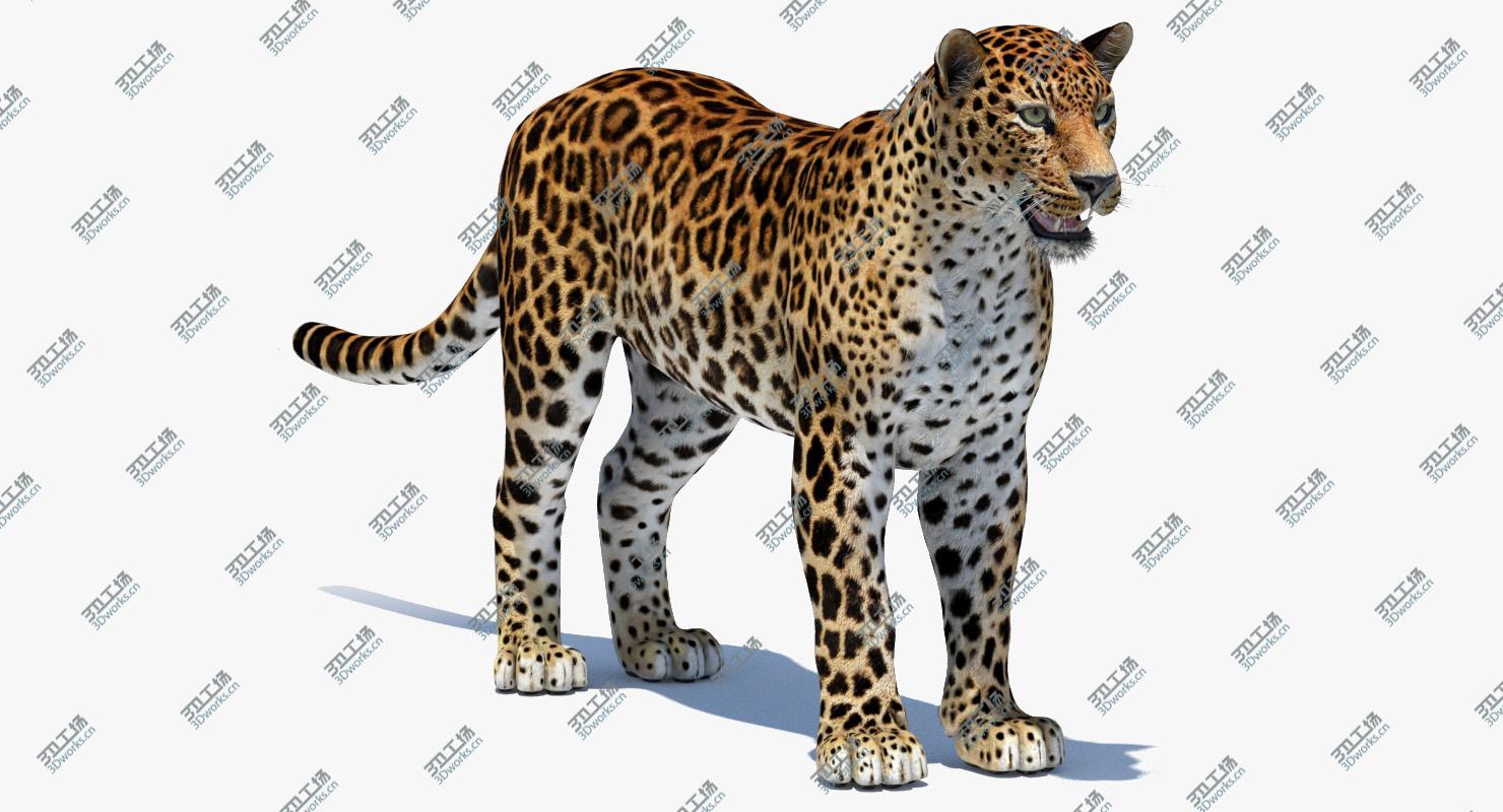 images/goods_img/2021040161/Big Cats 05 3D/5.jpg